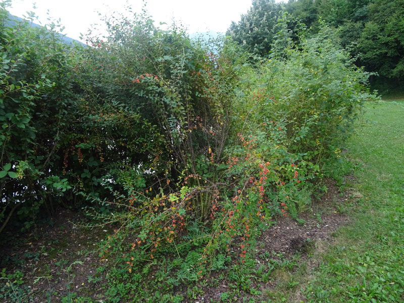 Berberis vulgaris - Berberidaceae: Crespino comune